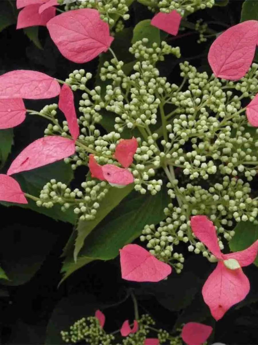 Схизофрагма гортензиевидная Roseum