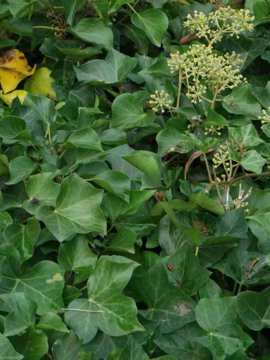 Плющ обыкновенный