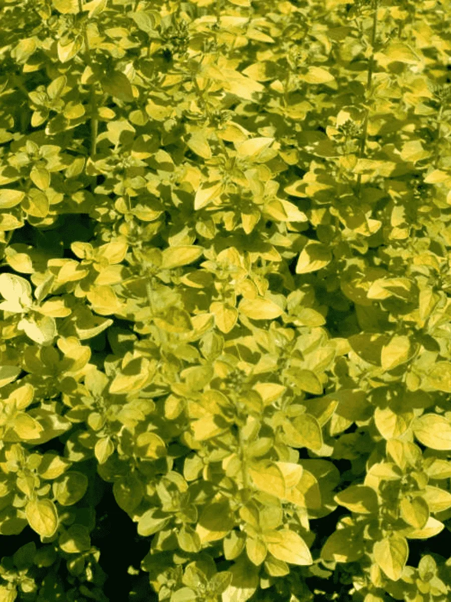 Душица обыкновенная Yellow leaves