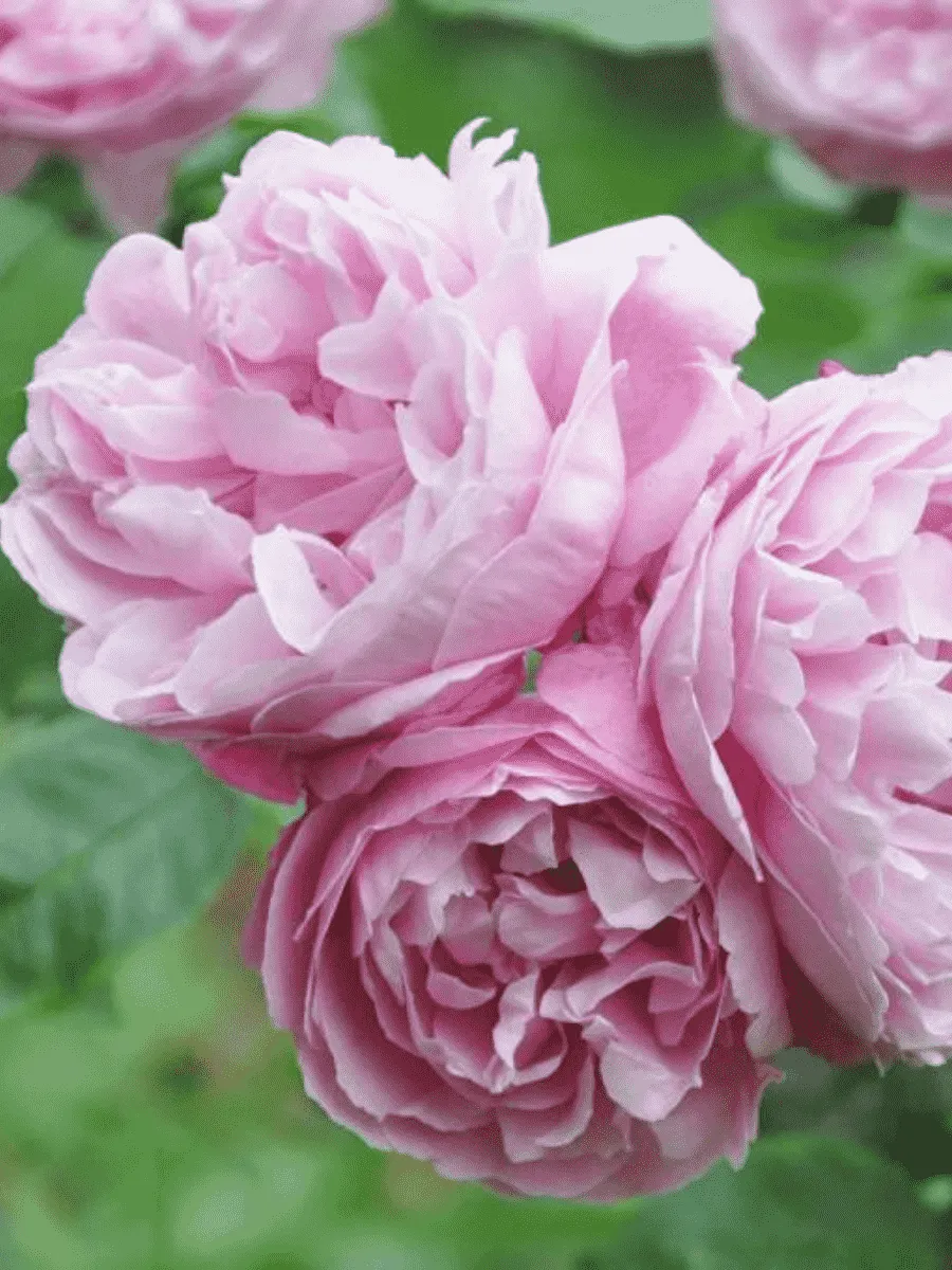 Роза Английская кустовая Mary Rose