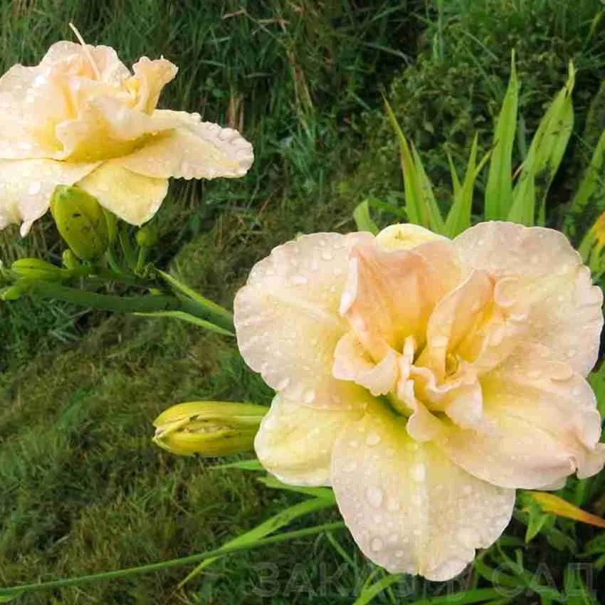 Лилейник Ikebana Star