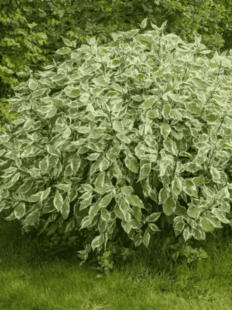 Дерен белый Ivory Halo