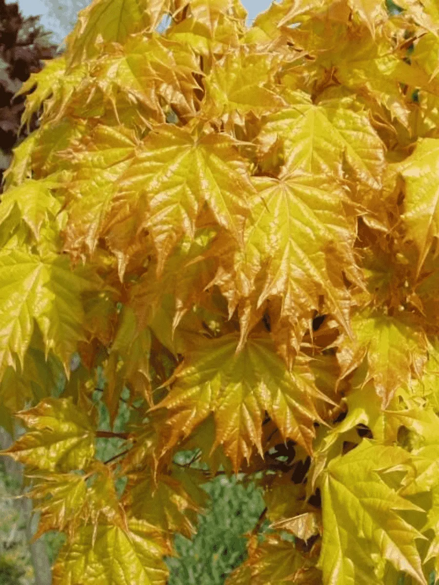 Клен остролистный Golden Globe