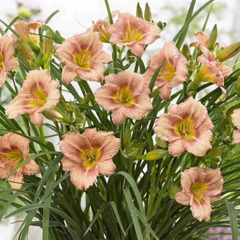 Лилейник EveryDaylily Bronze