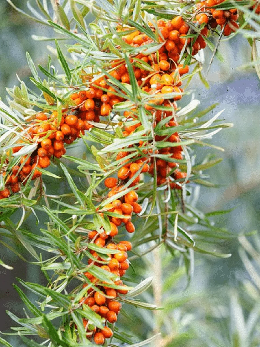 Облепиха Ароматная