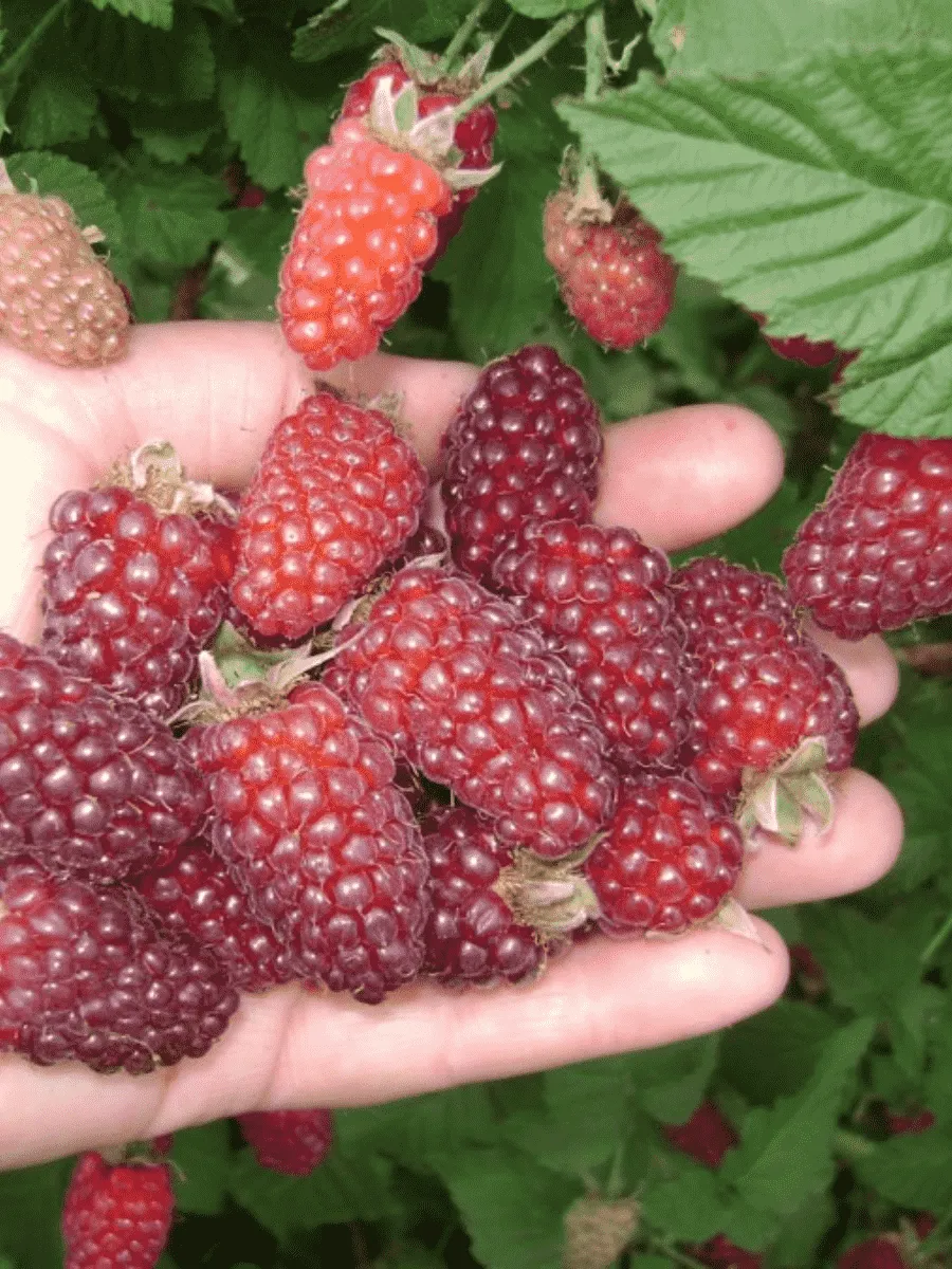 Ежемалина Tayberry