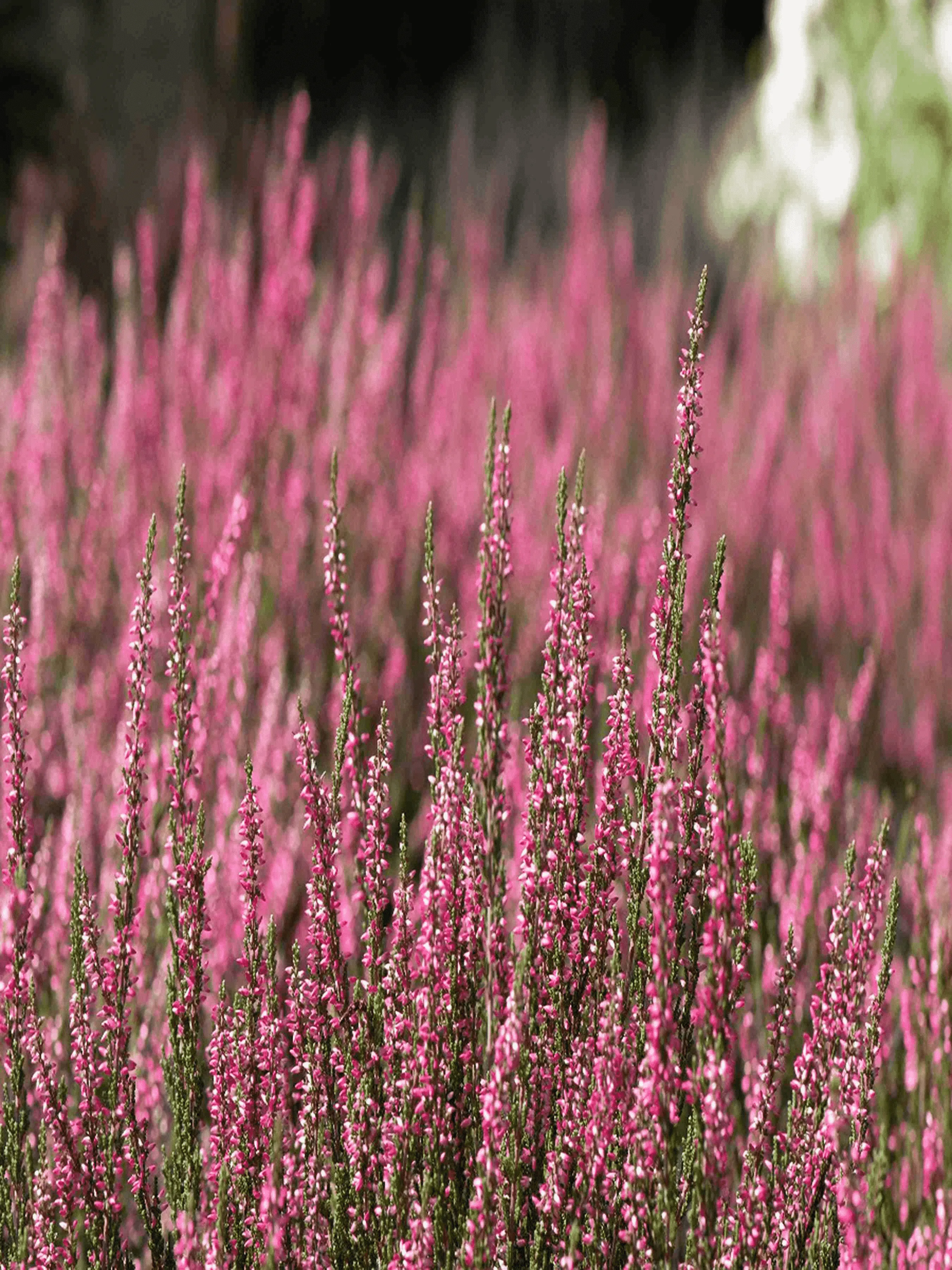 Вереск Patricia