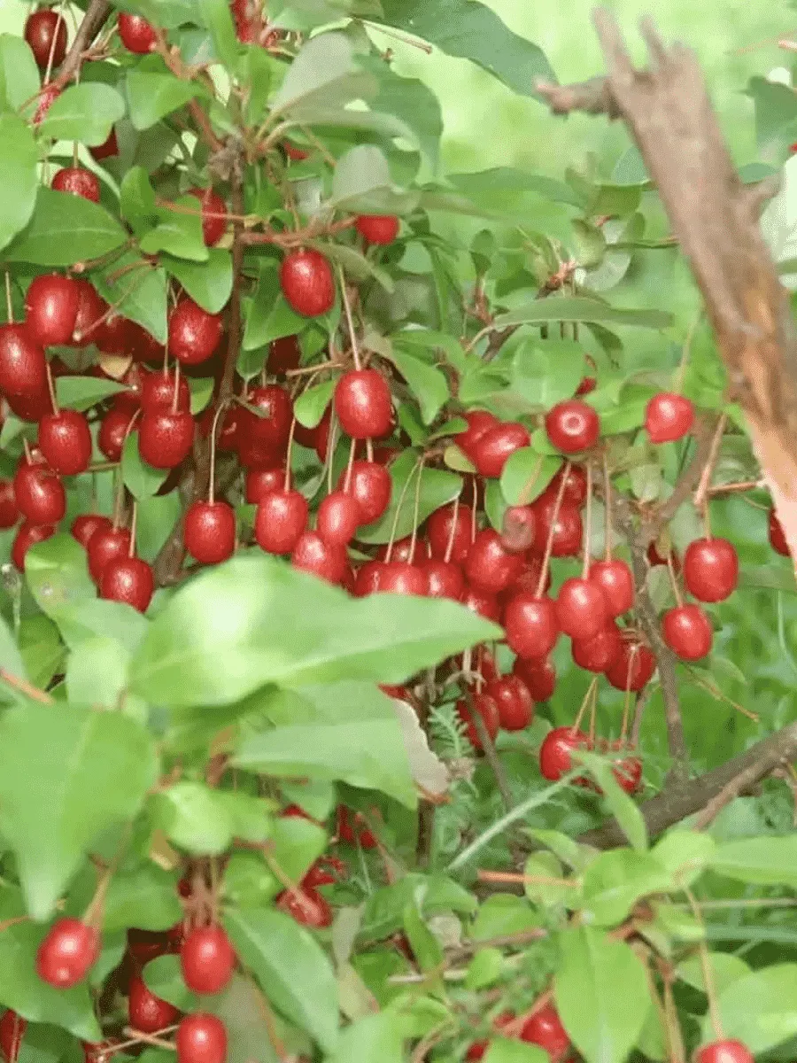 Лох многоцветковый