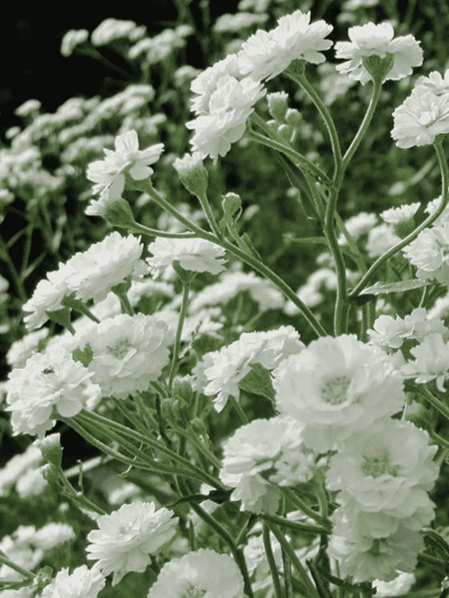 Гипсофила метельчатая Snowflake