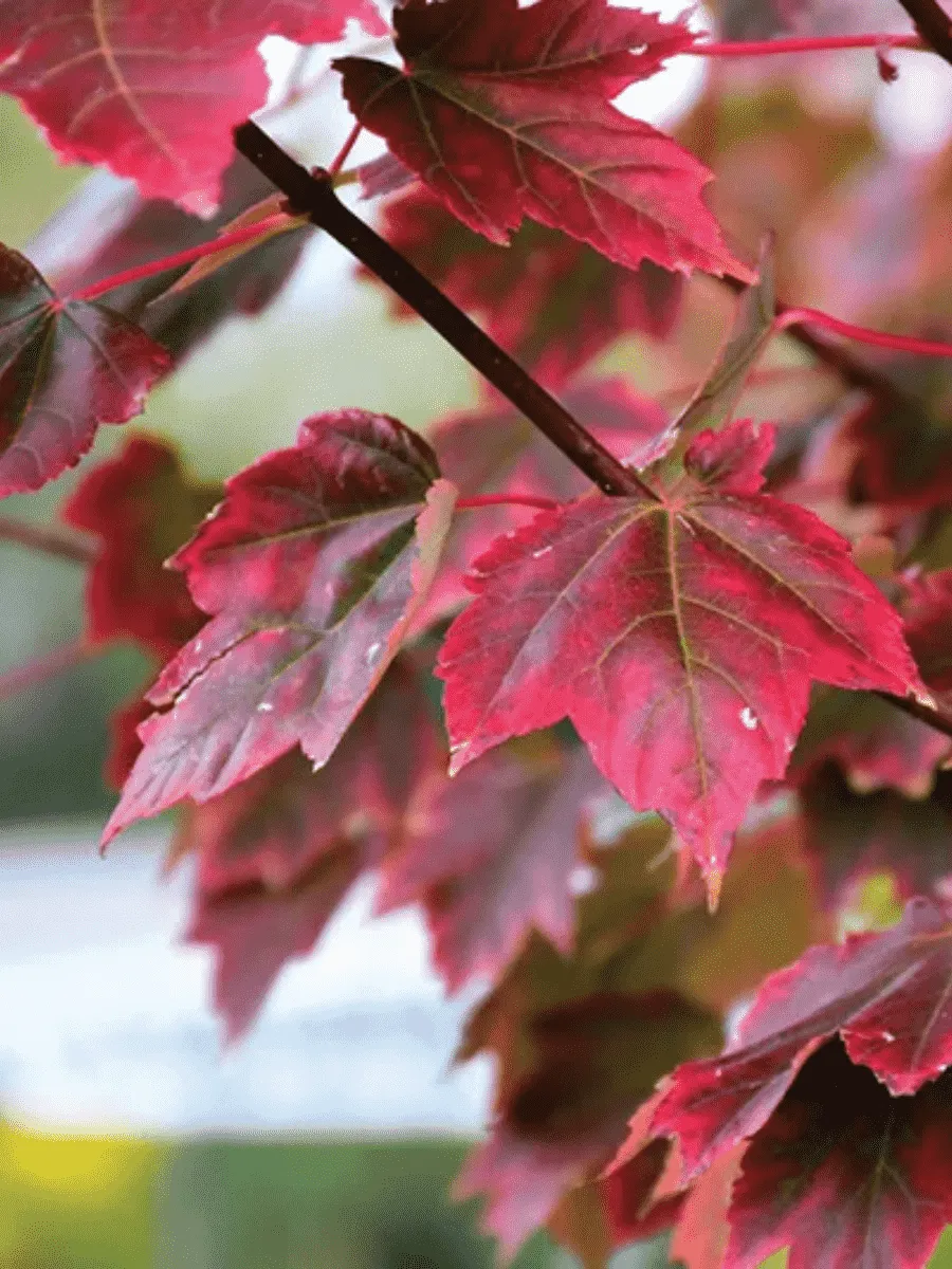 Клен красный Brandywine