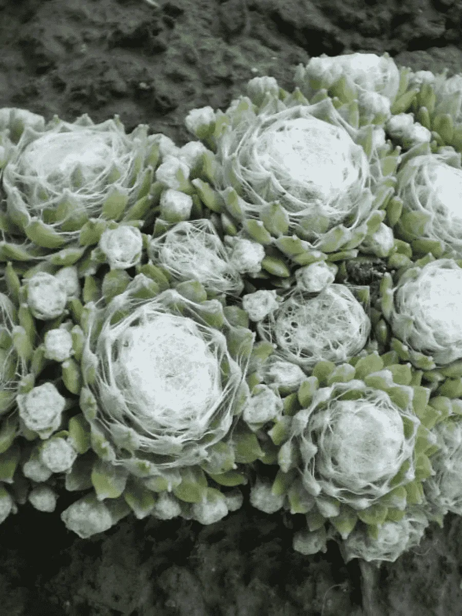 Молодило паутинистое Alabaster