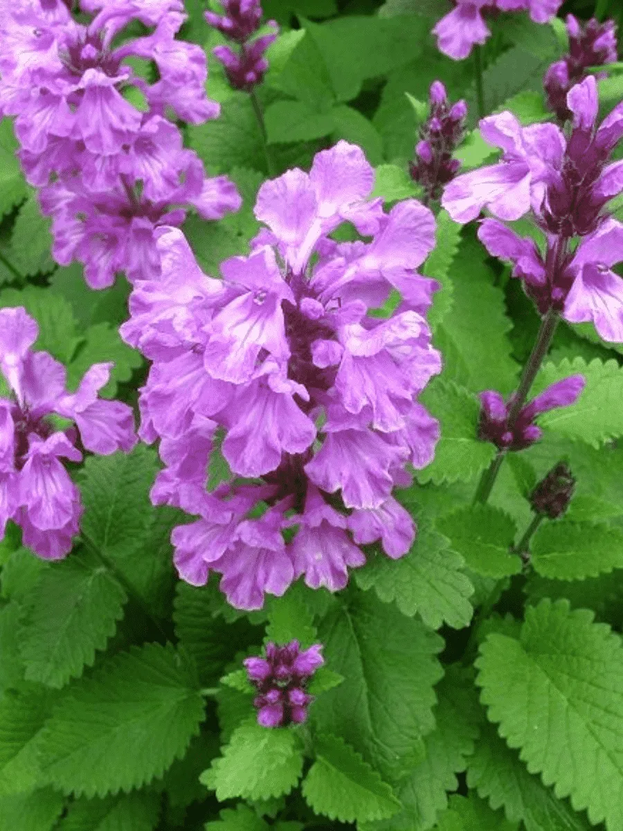 Буквица крупноцветковая