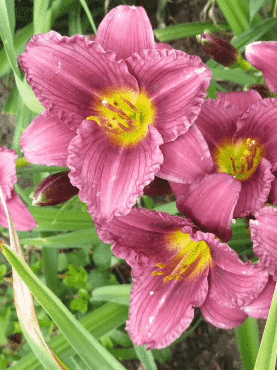 Лилейник пурпурный