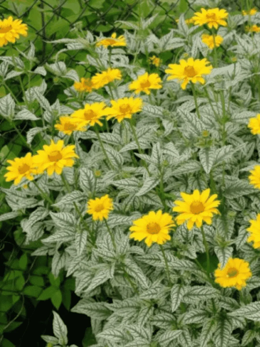 Гелиопсис подсолнечниковидный Loraine Sunshine