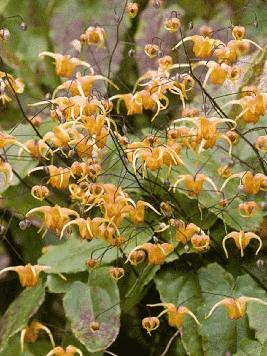 Горянка Amber Queen