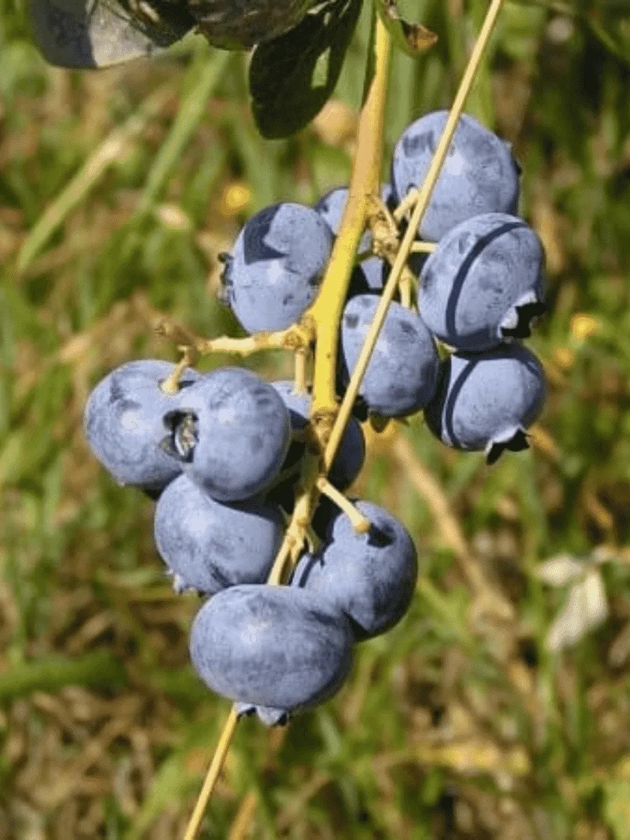 Голубика Каз Плишка