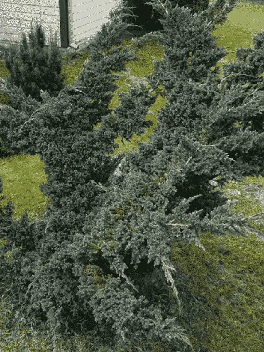 Можжевельник чешуйчатый Meyeri