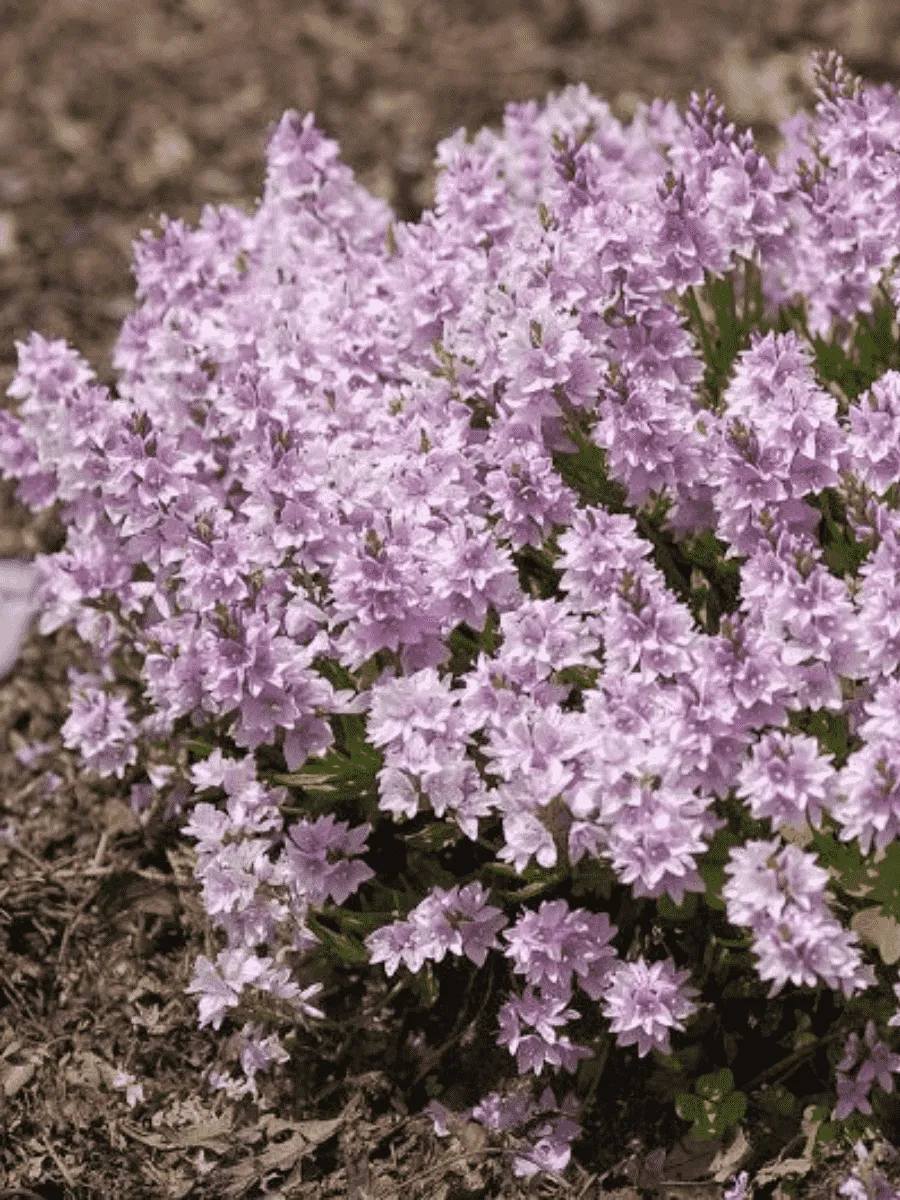 Вероника простёртая Mrs Holt