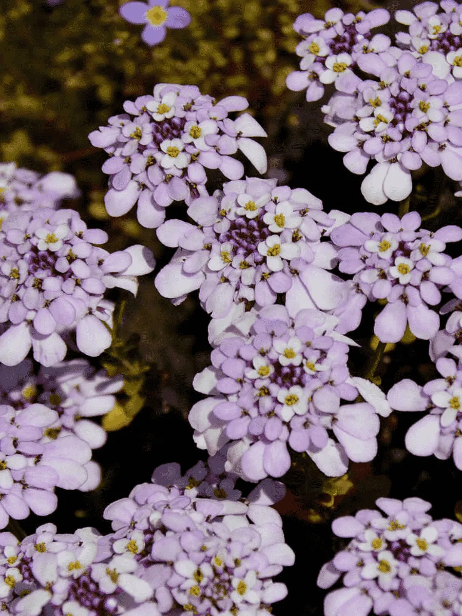 Иберис вечнозеленый Pink ice