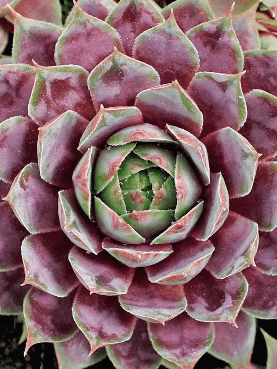 Молодило гибридное Purple Passion