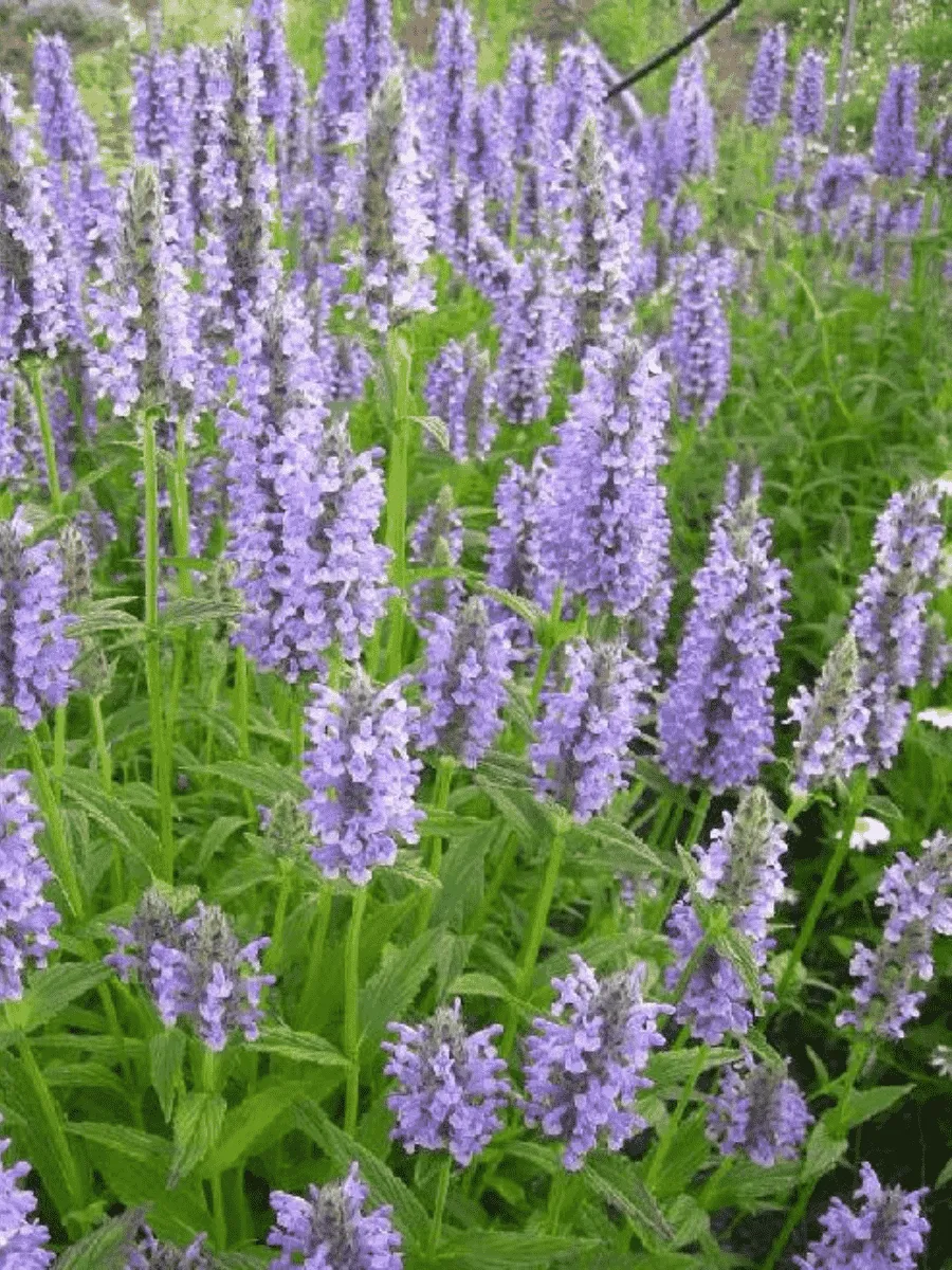 Котовник жилковый Blue Moon