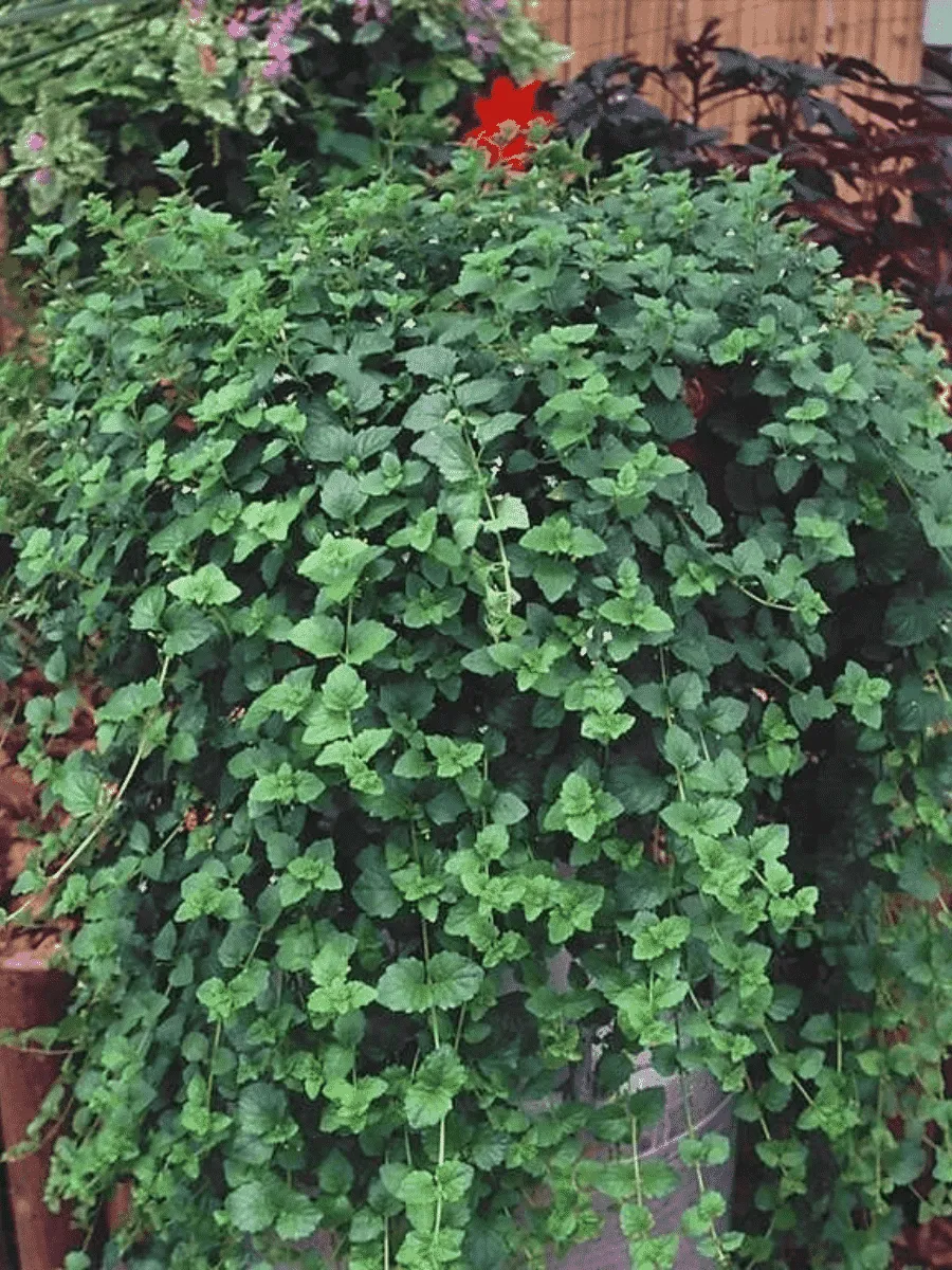 Чабер дугласа 'Indian Mint'