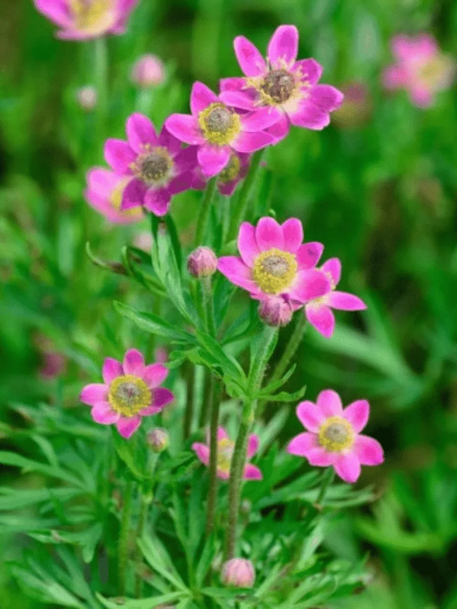 Анемона многонадрезанная Anabella Deep Rose