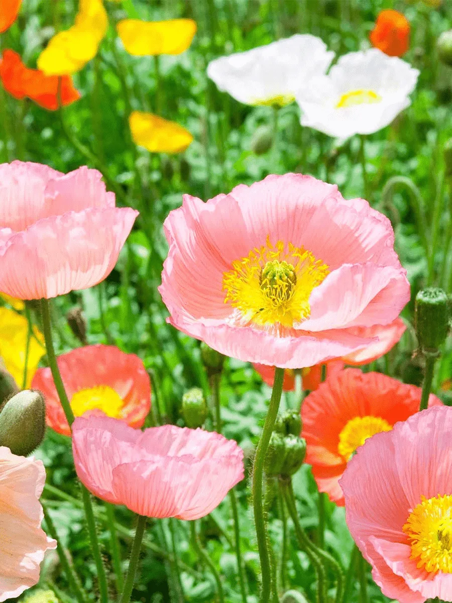 Мак голостебельный Chambagne Bubbles Mix