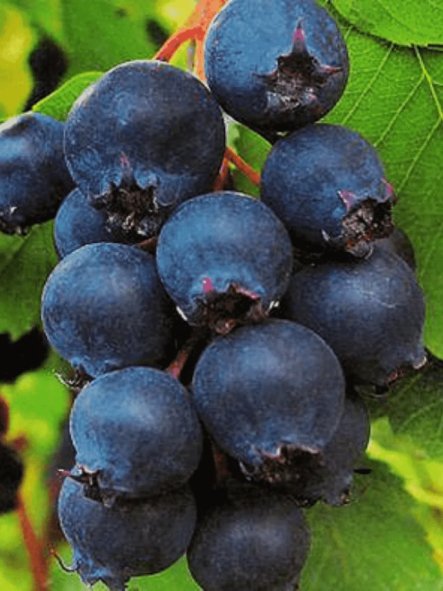 Ирга ольхолистная Northline