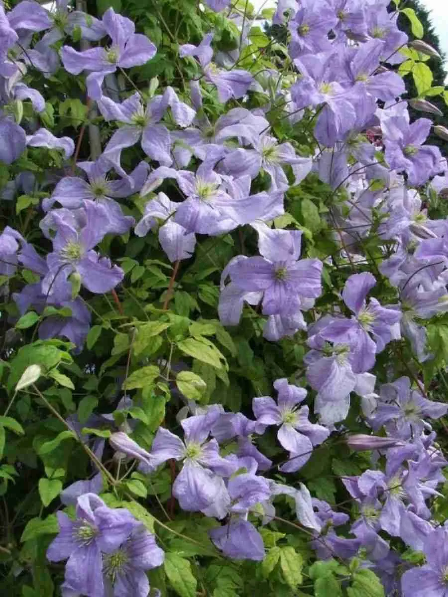 Клематис гибридный Emilia Plater