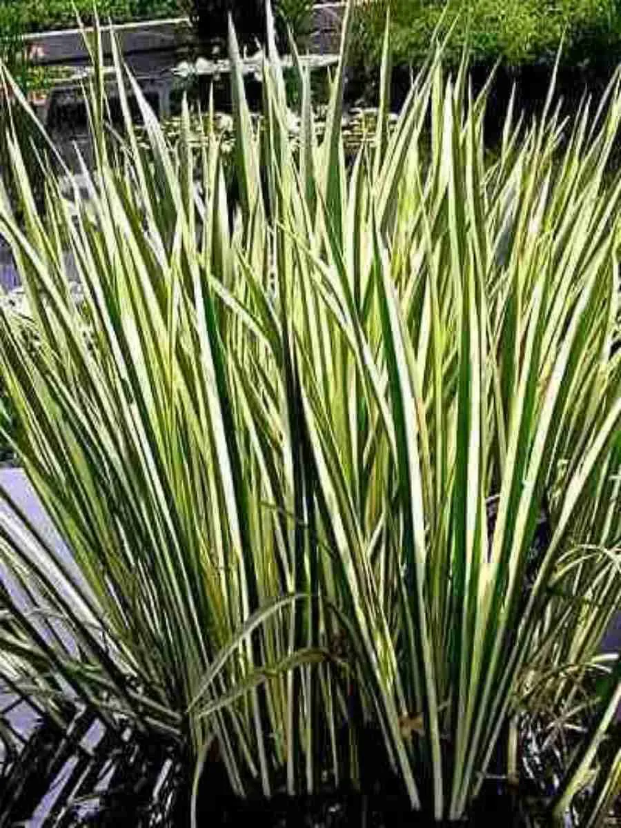 Аир болотный Variegatus