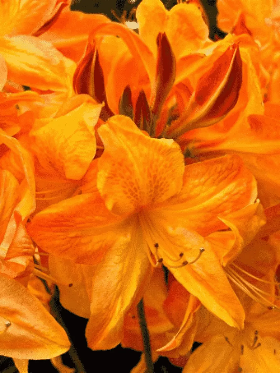 Азалия крупноцветковая Arneson Gem