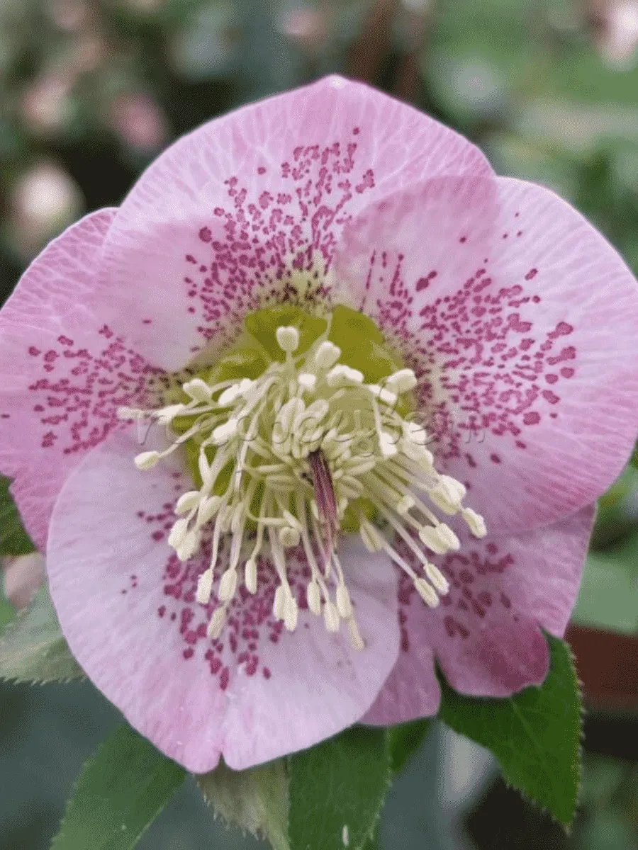 Морозник восточный Pretty Ellen Pink