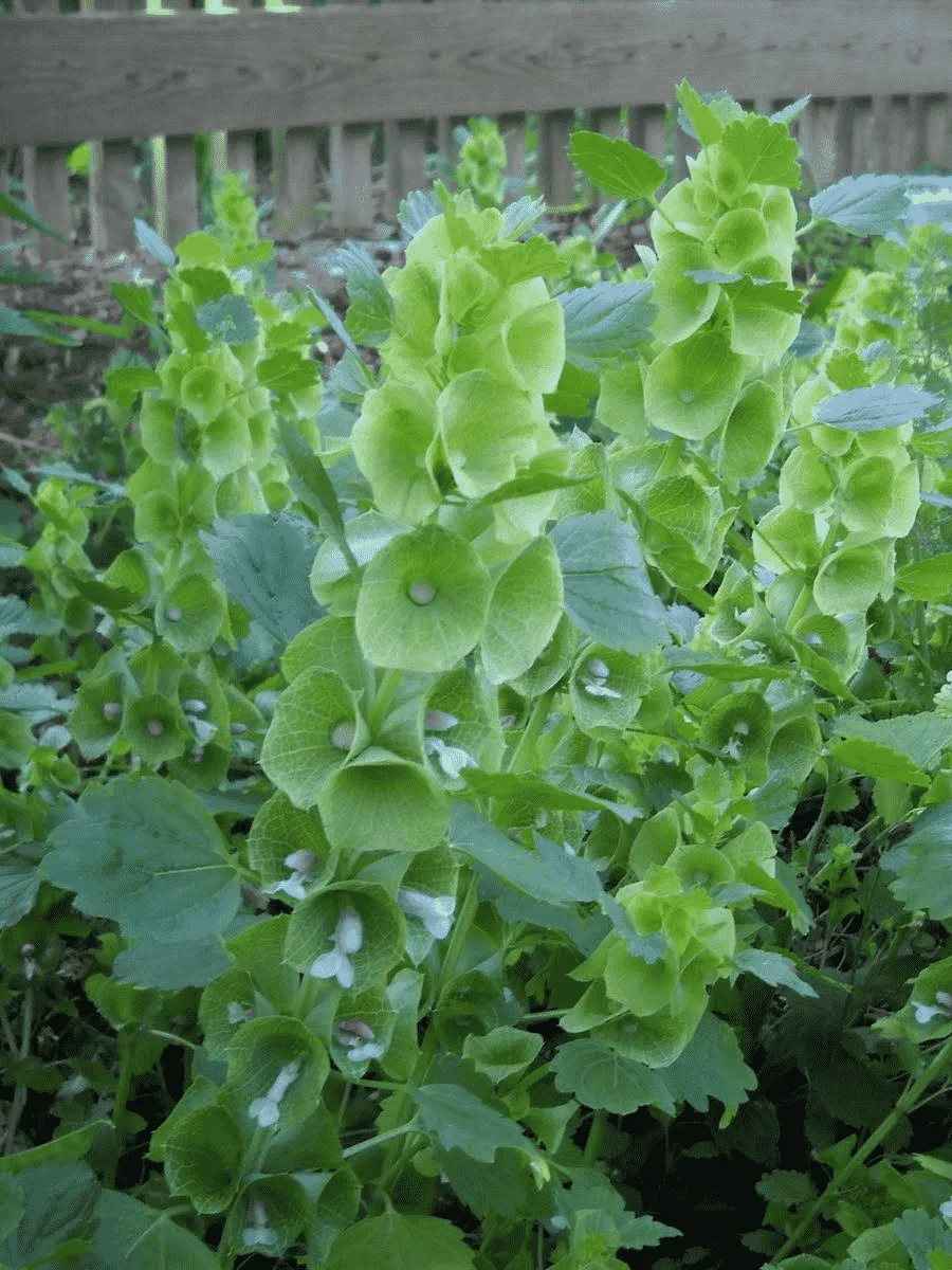 Молюцелла гладкая