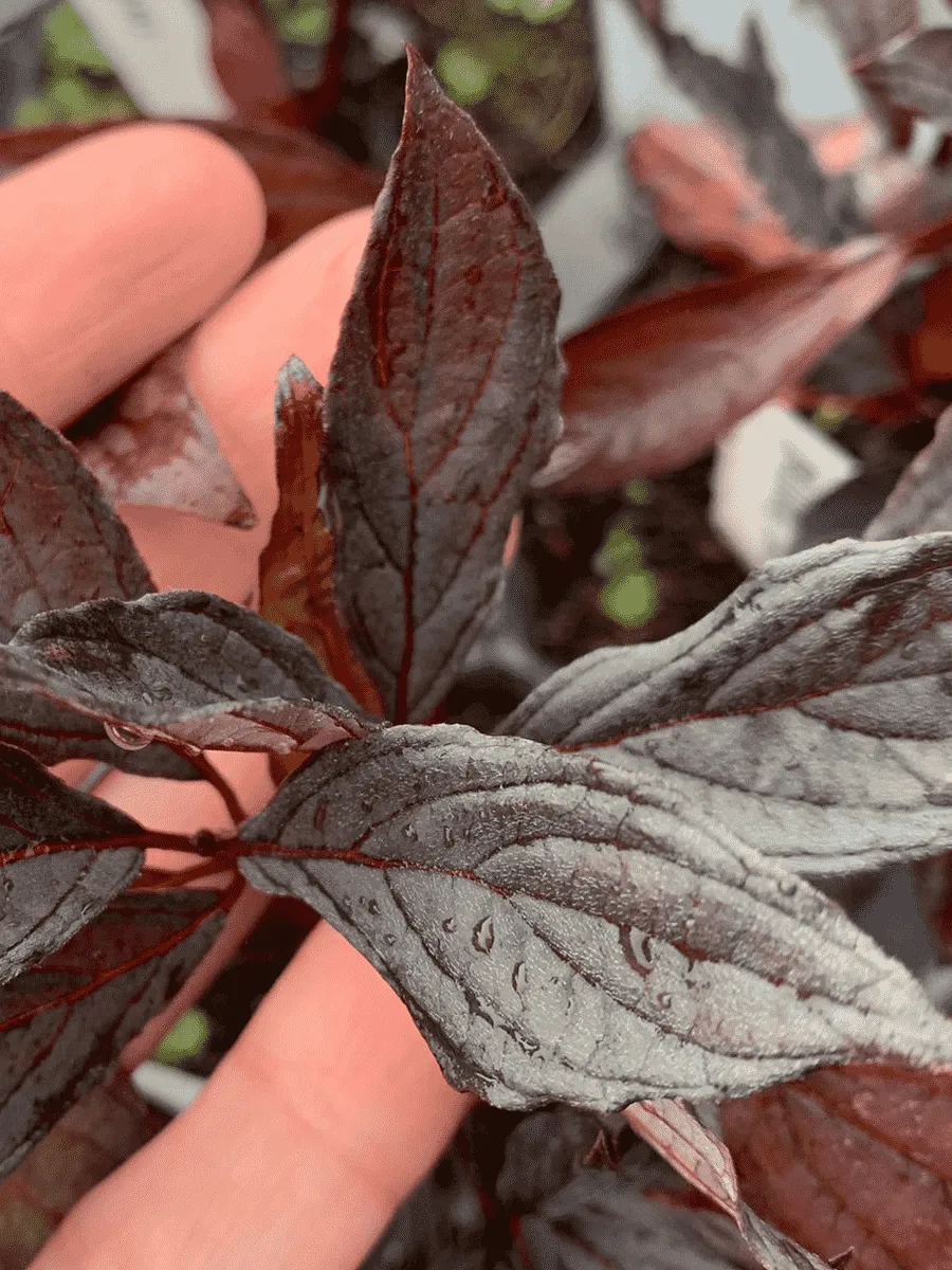 Дерен белый Nightfall