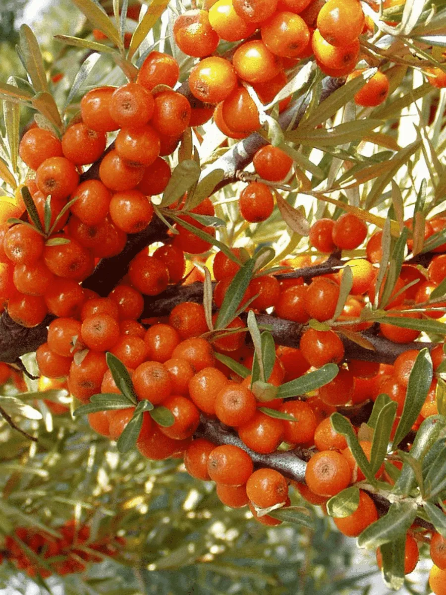 Облепиха крушиновидная Leikora