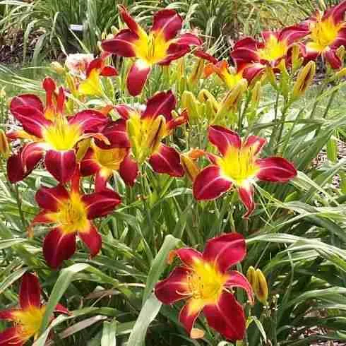 Лилейник EveryDaylily Red Rib