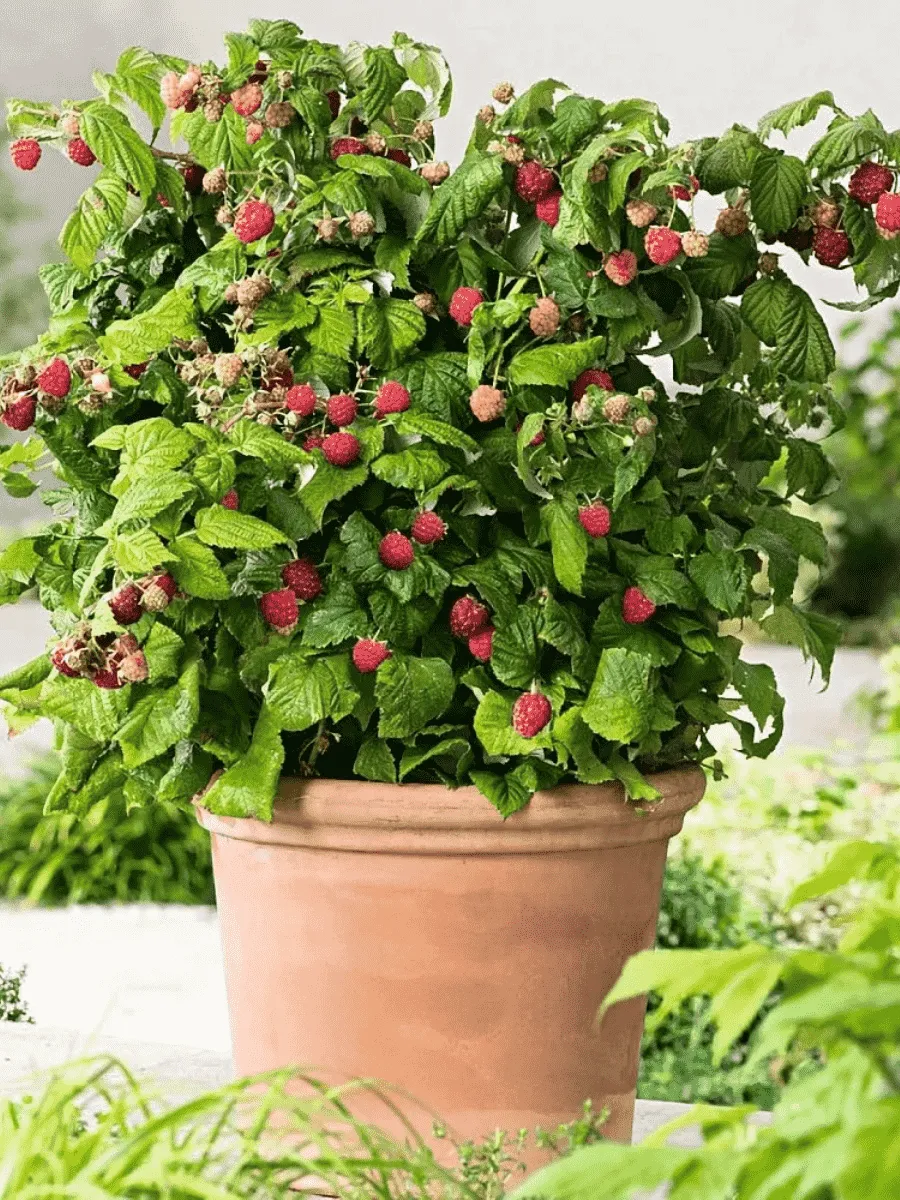 Малина карликовая Groovy