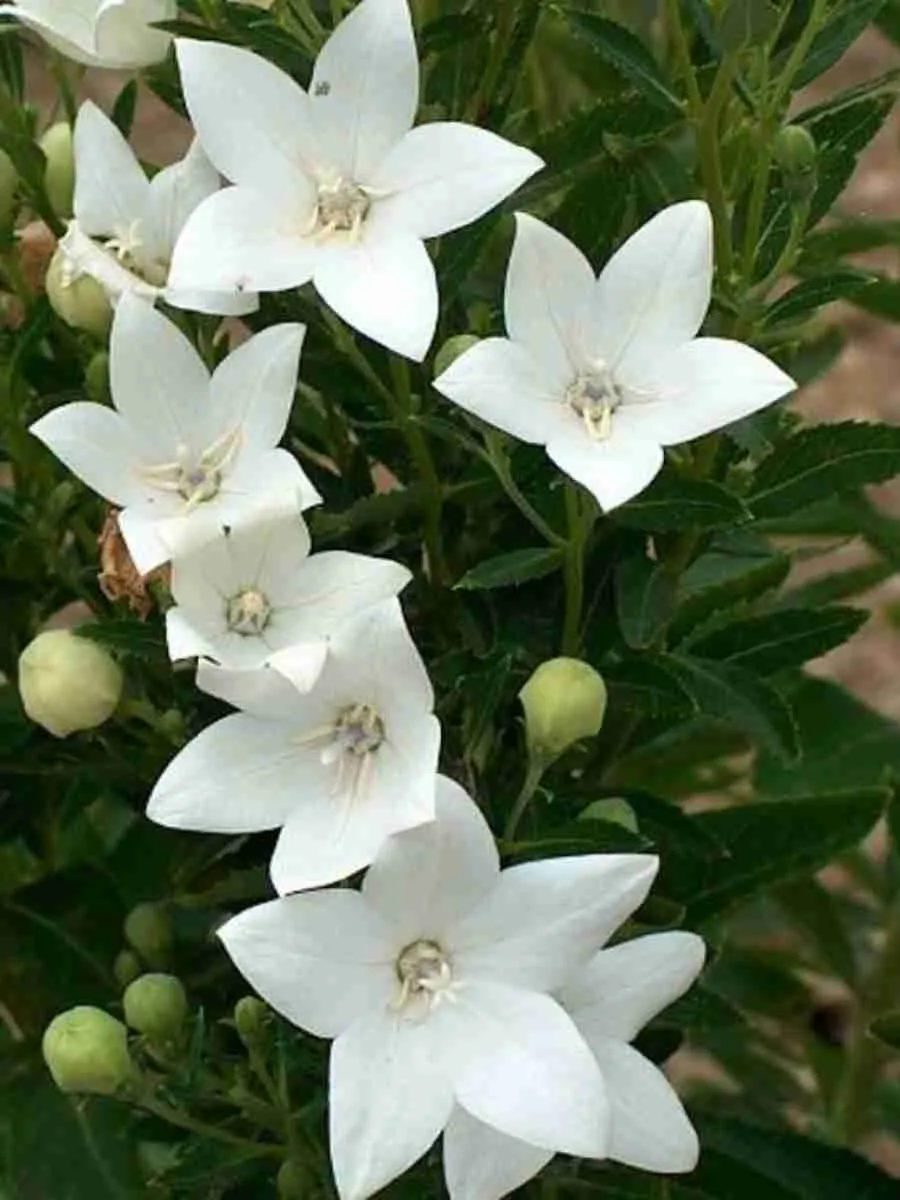 Платикодон Album White