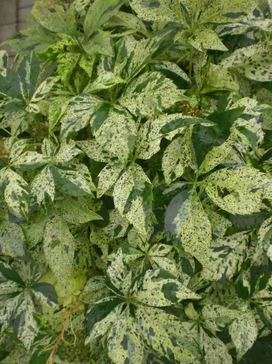 Виноград девичий Star Showers