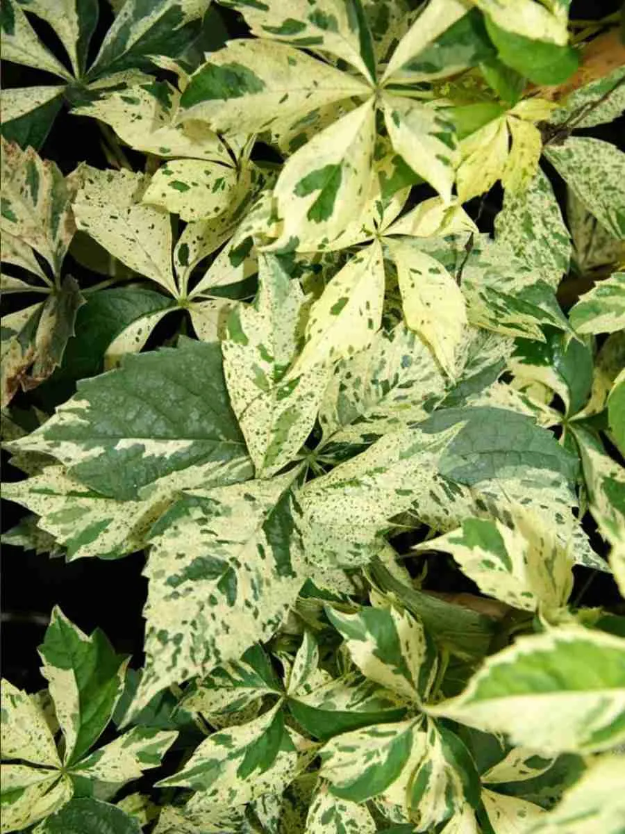 Виноград девичий Star Showers