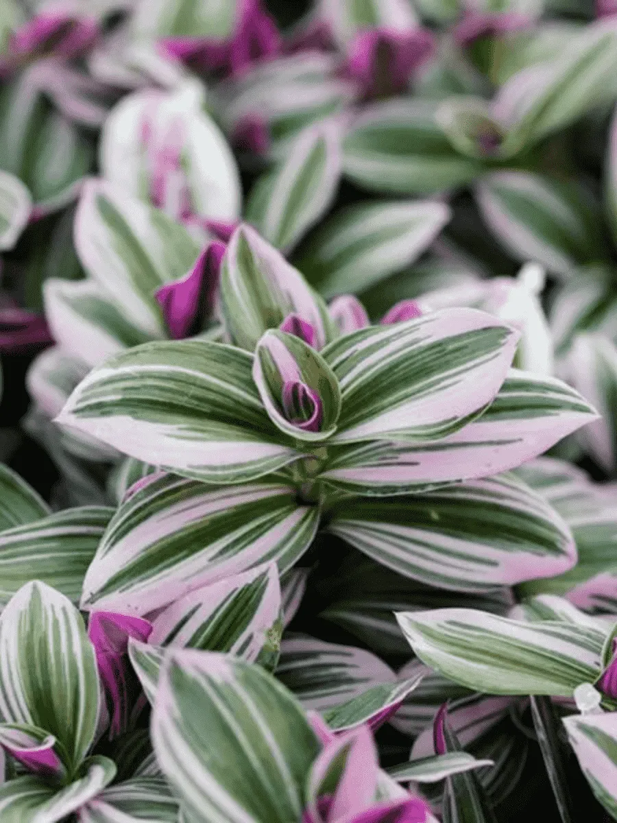 Традесканция