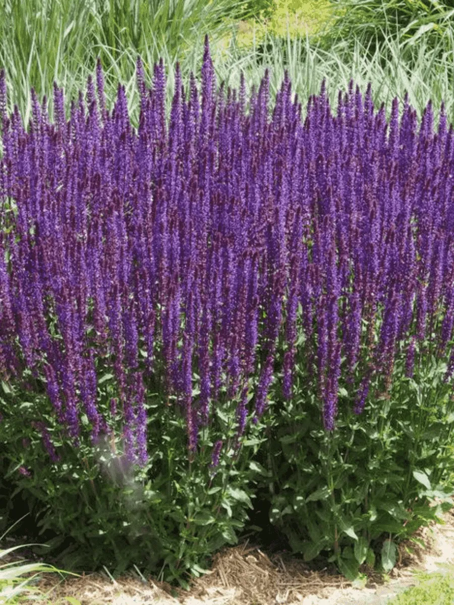 Шалфей дубравный Caradonna