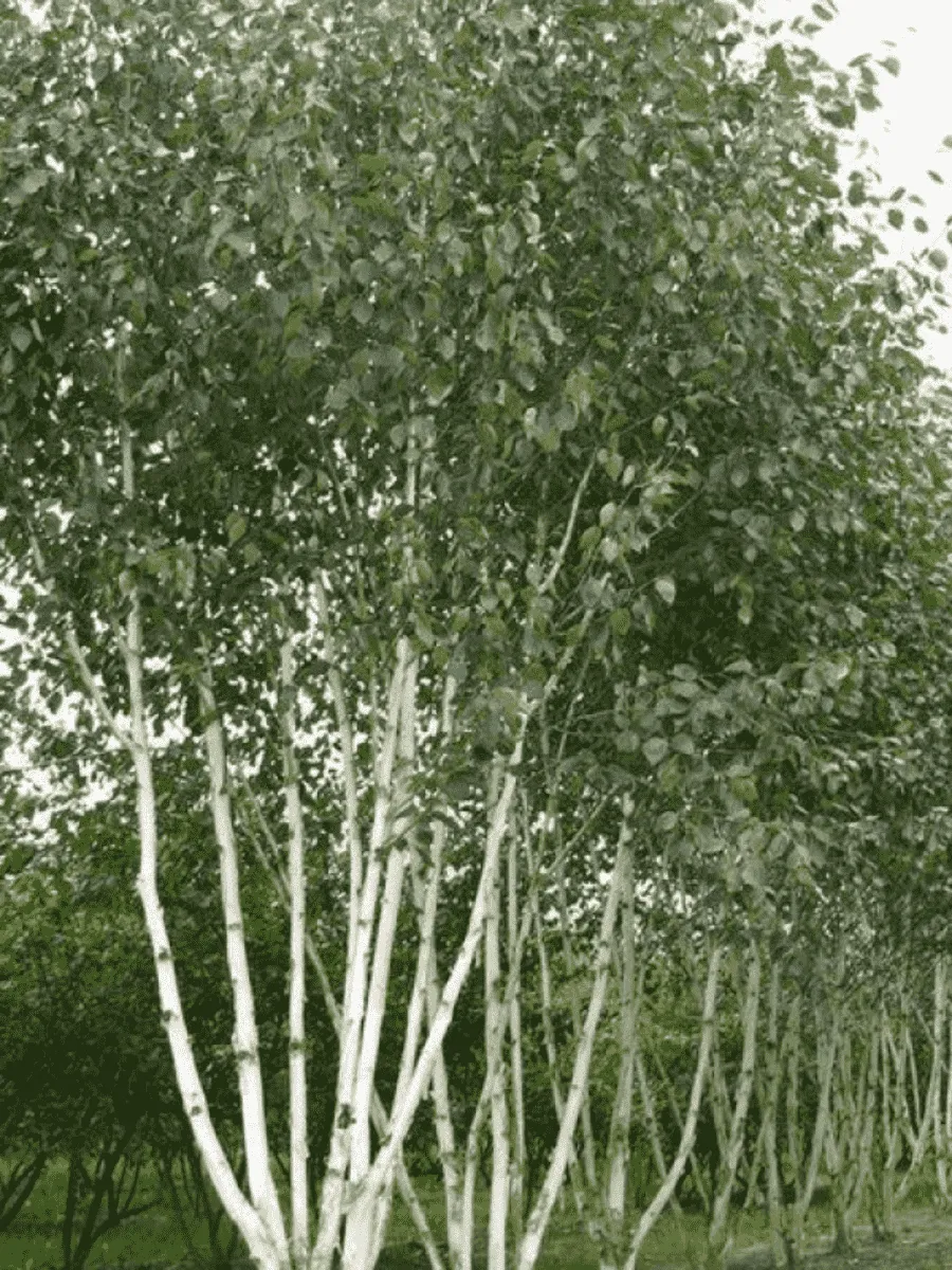 Береза Жакмана