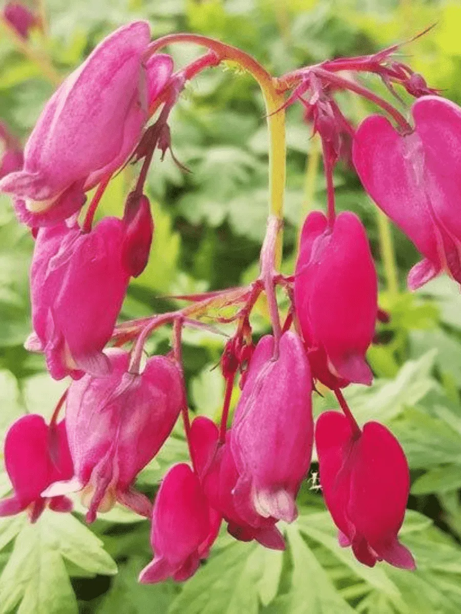 Дицентра изящная Bacchanal
