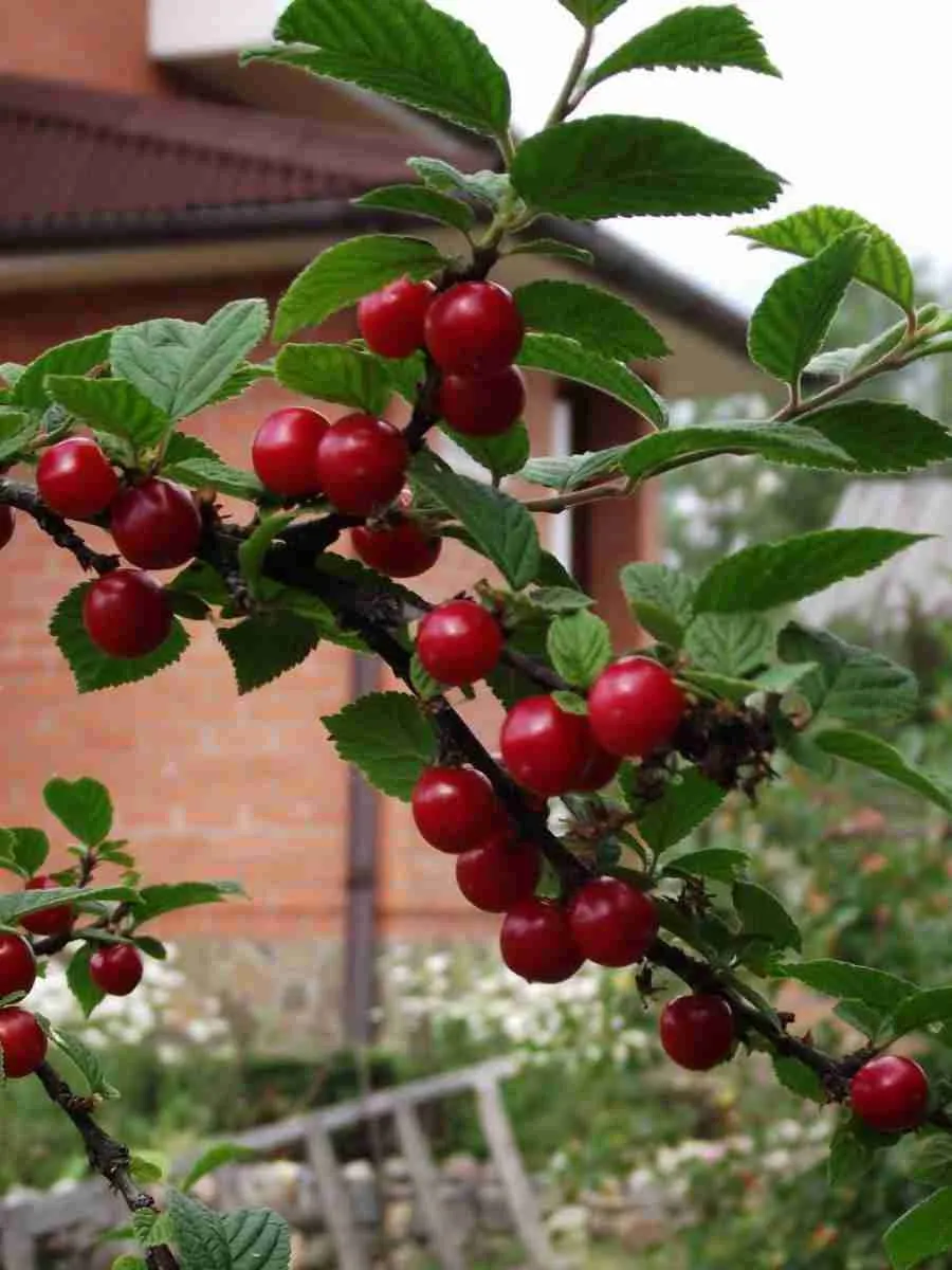 Вишня плодовая