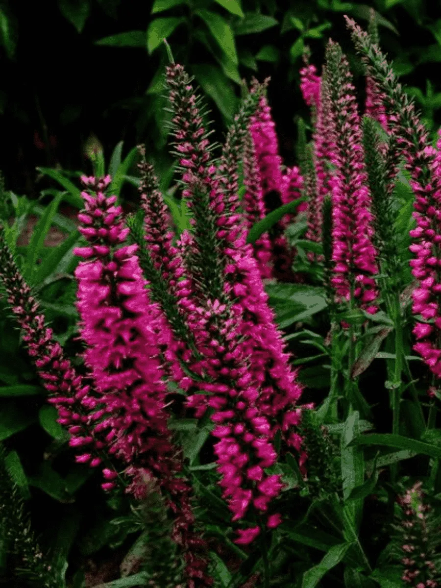 Вероника Red Fox