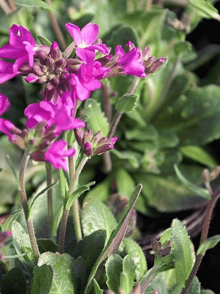 Арабис реснитчатый