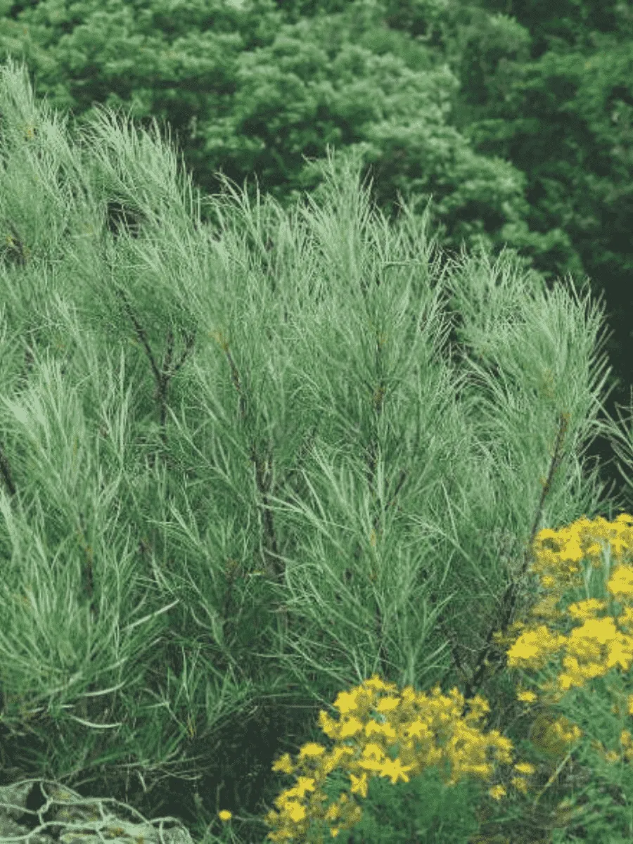 Ива лохолистная Angustifolia