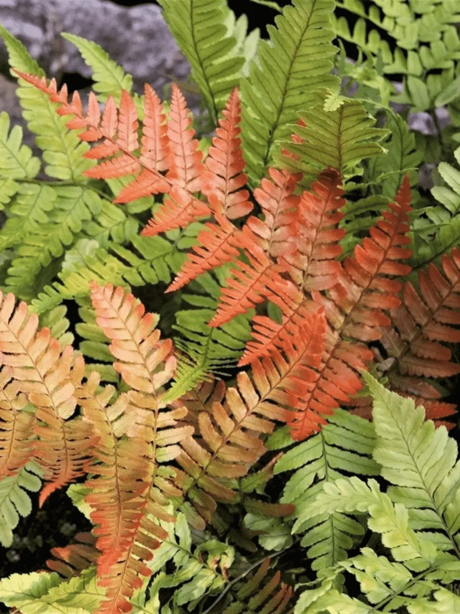 Щитовник красносорусовый